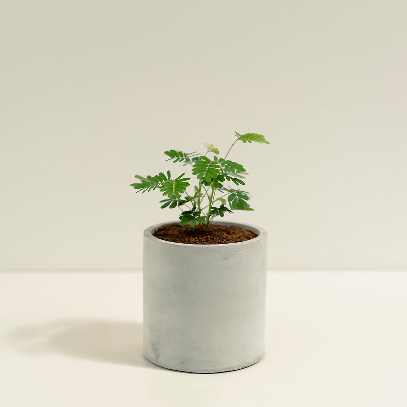 Mimosa│Mud Works│Blessed Planted - ตกแต่งต้นไม้ - ปูน สีเขียว