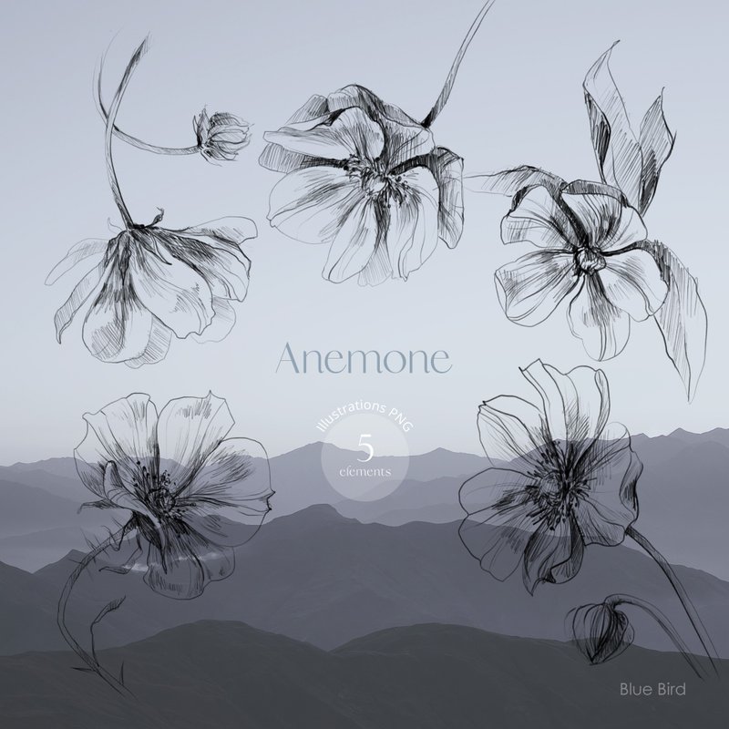 Anemone. Flower electronic file - 其他數位設計 - 其他材質 
