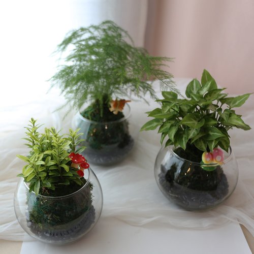 PD30 ガラス苔玉/苔玉植物生態タンク屋内鉢植え多肉植物 - ショップ