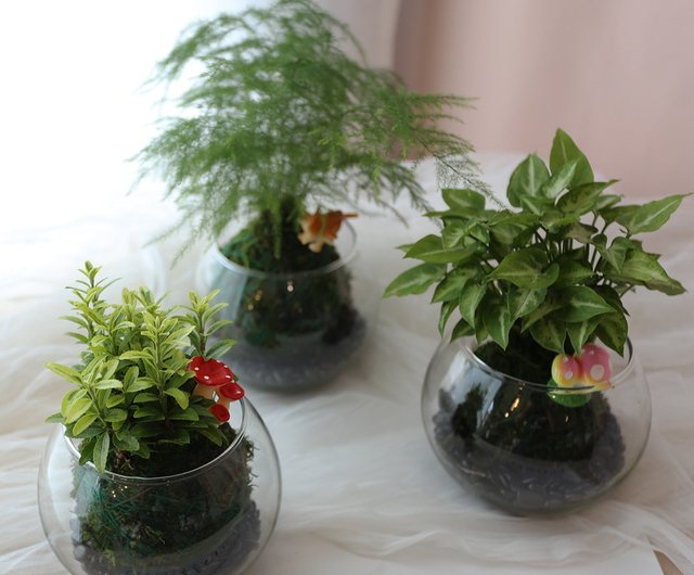PD30 ガラス苔玉/苔玉植物生態タンク屋内鉢植え多肉植物 - ショップ