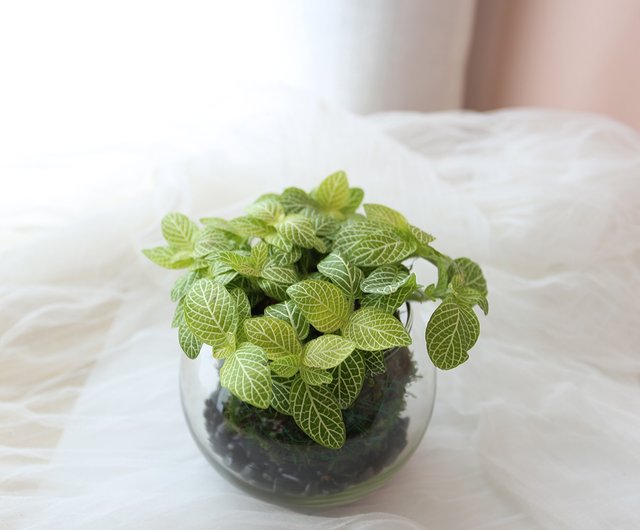 PD30 ガラス苔玉/苔玉植物生態タンク屋内鉢植え多肉植物 - ショップ