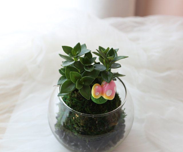 PD30 ガラス苔玉/苔玉植物生態タンク屋内鉢植え多肉植物 - ショップ