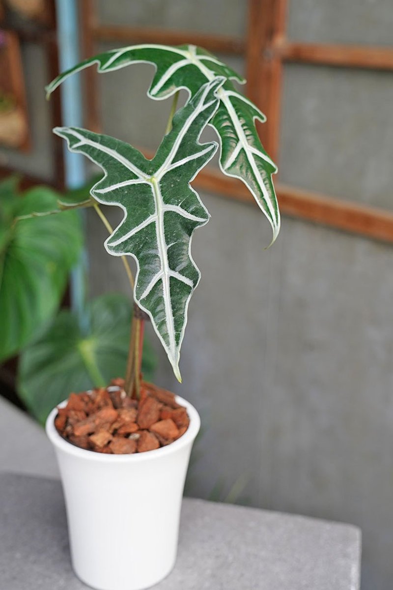 諾比觀音蓮Alocasia sanderiana 'Nobilis' - 盆栽/植栽 - 植物．花 綠色