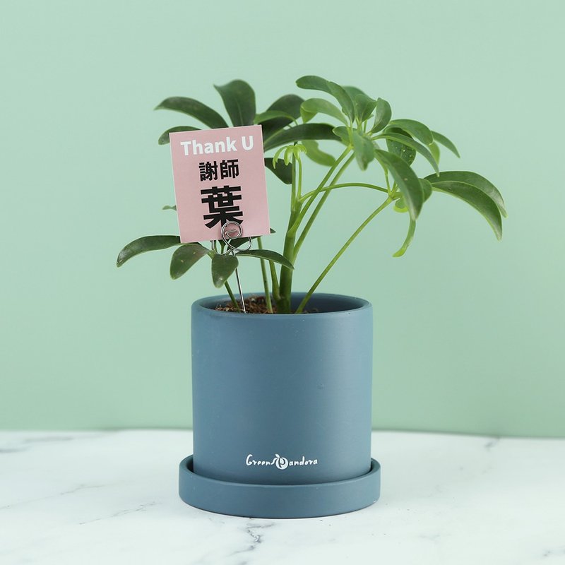 教師禮【謝師葉】感恩盆栽/鵝掌木(含花插小卡)桌上植栽/療癒 - 盆栽/植栽 - 陶 藍色