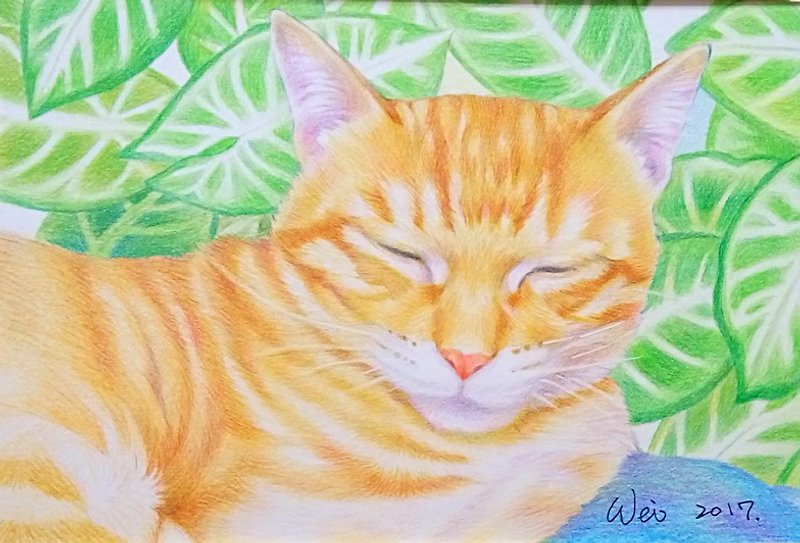 オレンジ色の猫色鉛筆イラスト（手描き）特別1800元