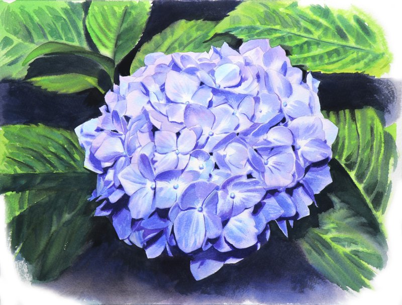 Hydrangea original watercolor painting by artist Irina Zhunaeva - 壁貼/牆壁裝飾 - 紙 藍色