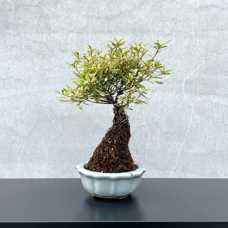 小品盆栽-日本皋月杜鵑 斑葉 桶川の光 盆景 送禮 - 盆栽/植栽 - 植物．花 
