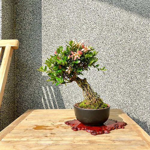 野趣小品盆栽 Rustic Charm Bonsai 小品盆栽-日本皋月杜鵑 赤千羽鶴 盆景 送禮