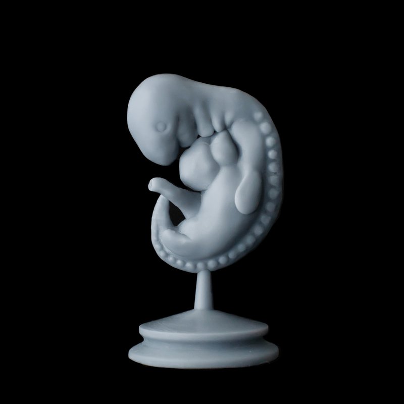 Embryo 4 weeks, 3D print - Stuffed Dolls & Figurines - Resin Gray