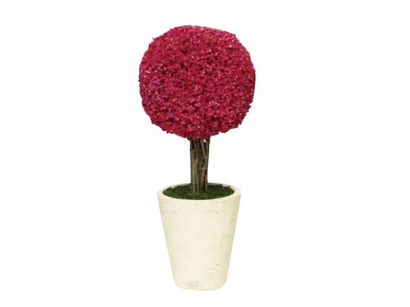 SUSS-Japan Magnets dry flower ball ornaments small aromatic tree (red) - gift recommended - stock free - Items for Display - Plants & Flowers Red