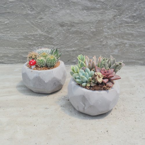 多肉セットd 500x0.jpg