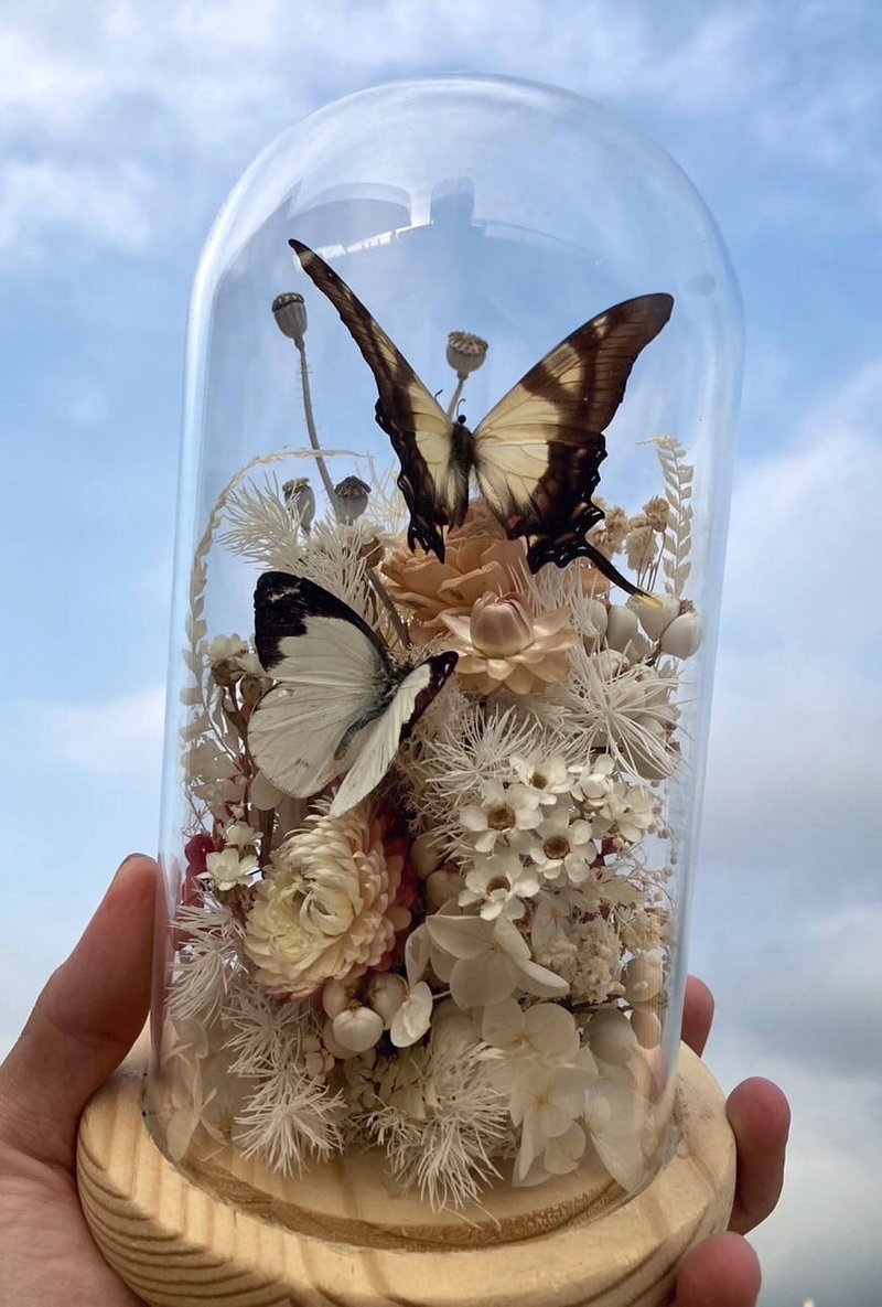 Butterfly specimen glass cup/white snow swallowtail/Chinese Valentine's Day/Father's Day gift/opening flower gift - Items for Display - Plants & Flowers White