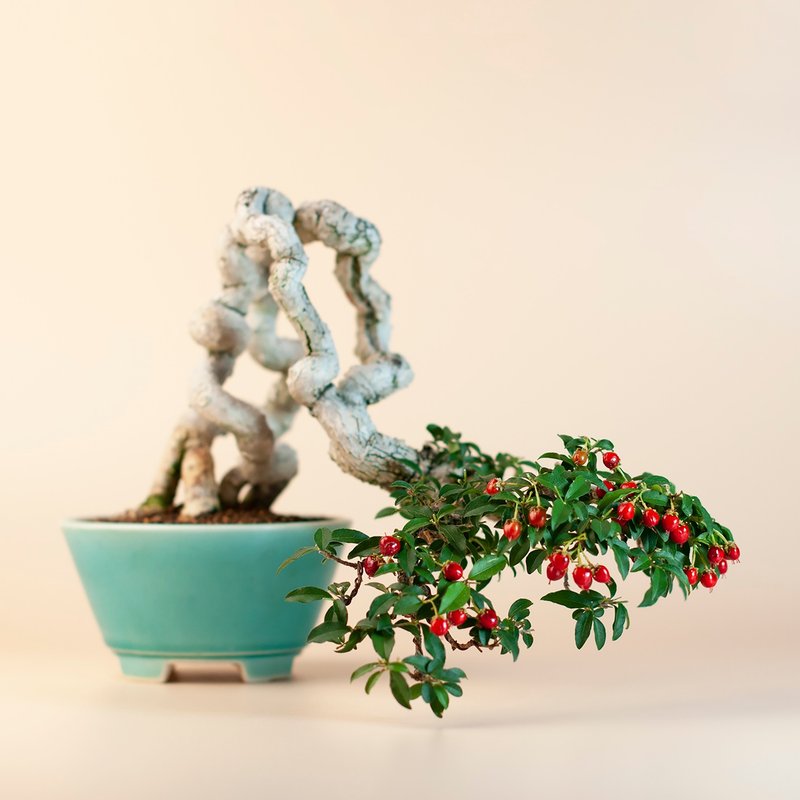 【露根盆景】李氏櫻桃 花果植物 居家植栽 - 盆栽/植栽 - 植物．花 
