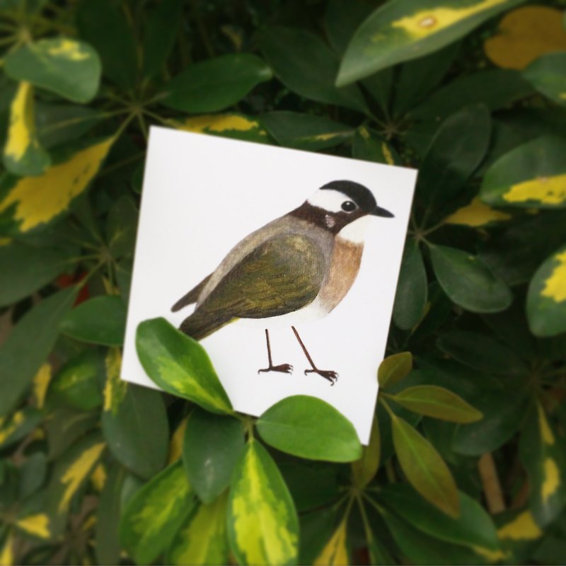Bulbul Bulb Square Postcard Hong Kong Wild Bird - Cards & Postcards - Paper Green