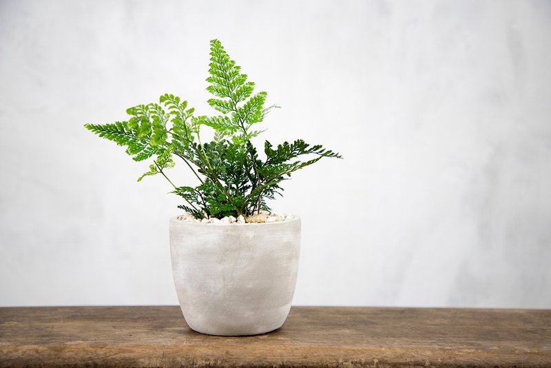 [Indoor Potted Plants] Rabbit's Foot Fern Potted Small Potted Foliage Plants Greening Potted Plants - Plants - Plants & Flowers Green