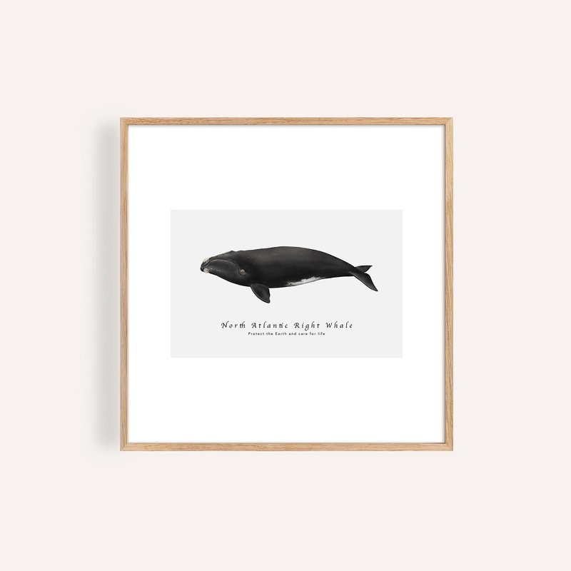 北大西洋露脊鯨 North Atlantic Right Whale / 海洋動物插畫掛畫 - 海報/掛畫/掛布 - 紙 