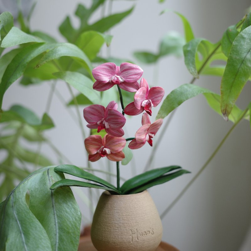 Phalaenopsis KS Sweet Diamond PInk Salmon 鮭魚粉蝴蝶蘭 - 盆栽/植栽 - 真皮 