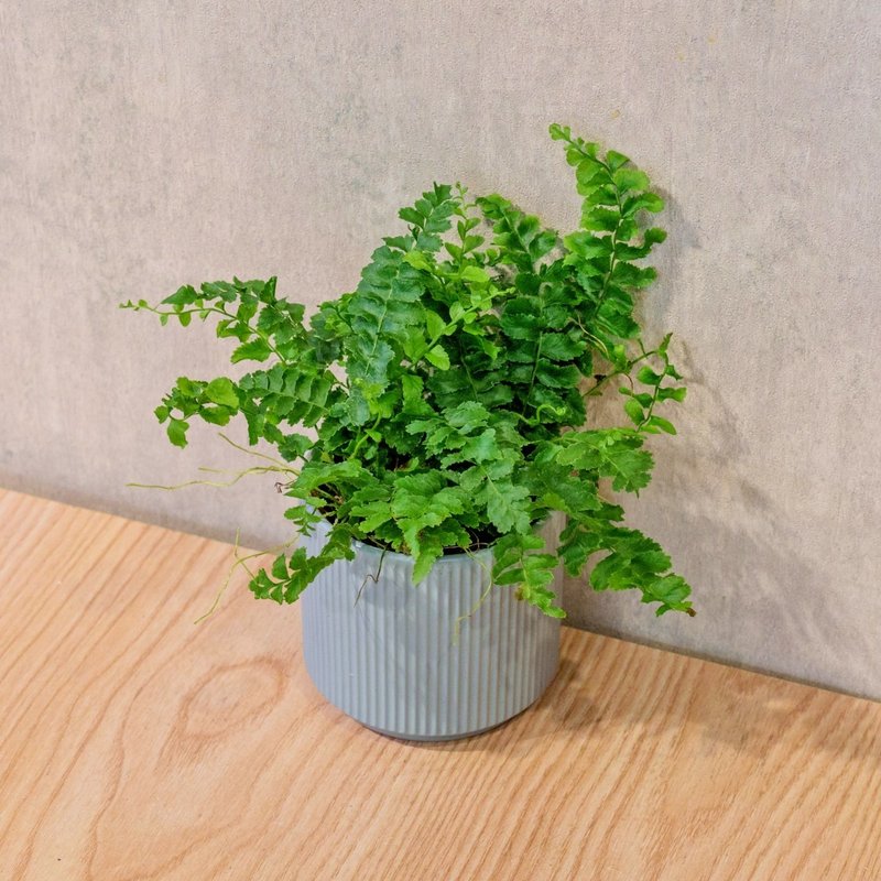 澎澎蕨 莫蘭迪色系直紋陶盆 室內植物 觀葉植物 禮物 盆栽 - 盆栽/植栽 - 植物．花 藍色