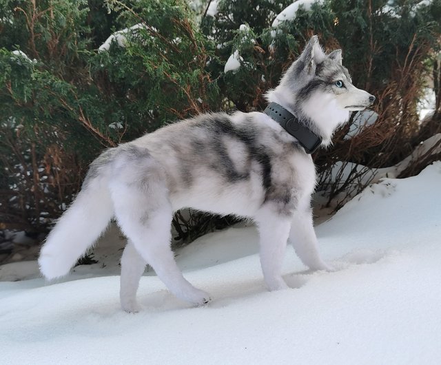 ハスキー犬のリアルな動物ぬいぐるみ！ポーズをとることができるアート