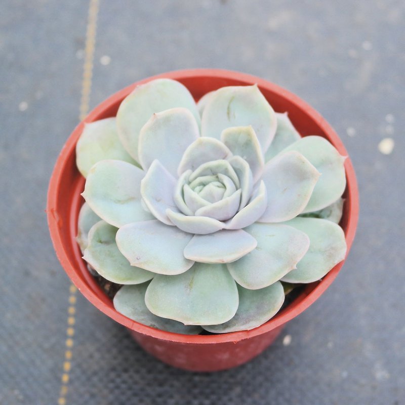 [Doudou Succulents] Housewarming│Gifts│Promotion│Succulents-Blue Surprise - Plants - Plants & Flowers 