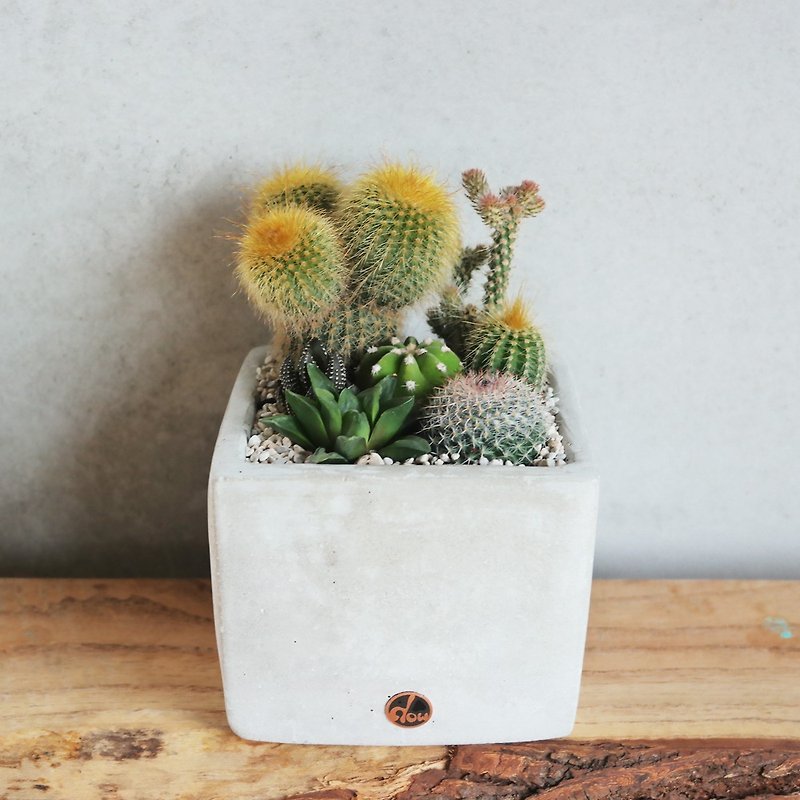 Peas succulents and small groceries - handmade clay pots with the creation series - square 10 - Plants - Cement White