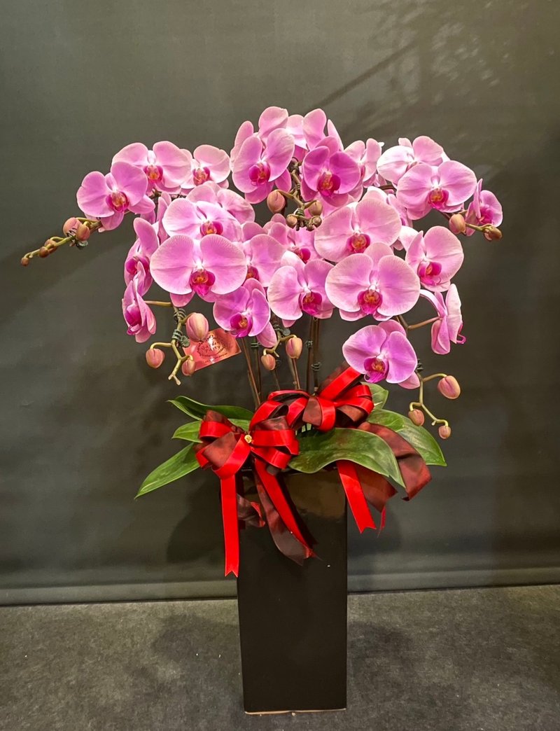 Phalaenopsis NEW YEAR-18 - Plants - Plants & Flowers 