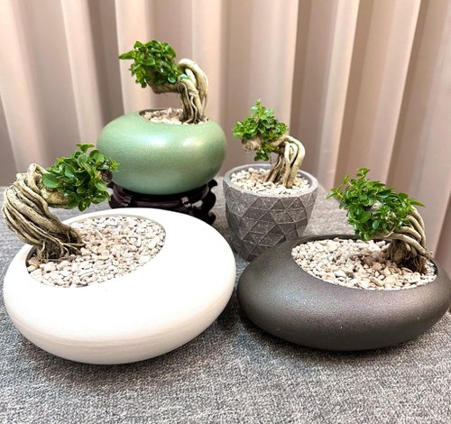 シダと小型の木の盆栽セット シダと小型の木の盆栽セット Shou Niangzi] 盆栽 シダ 開店祝い 室内植物