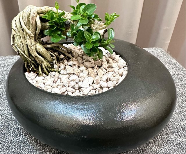 Shou Niangzi] 盆栽 シダ 開店祝い 室内植物 植物ボード 風景