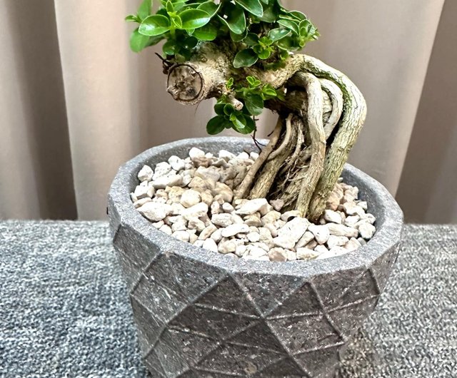 Shou Niangzi] 盆栽 シダ 開店祝い 室内植物 植物ボード 風景