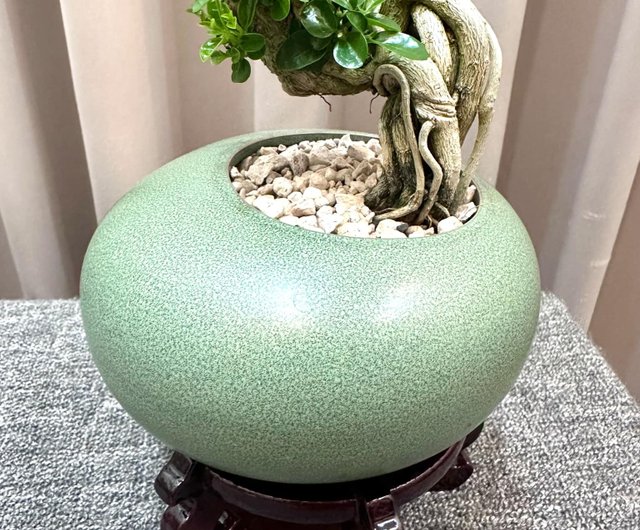 Shou Niangzi] 盆栽 シダ 開店祝い 室内植物 植物ボード 風景