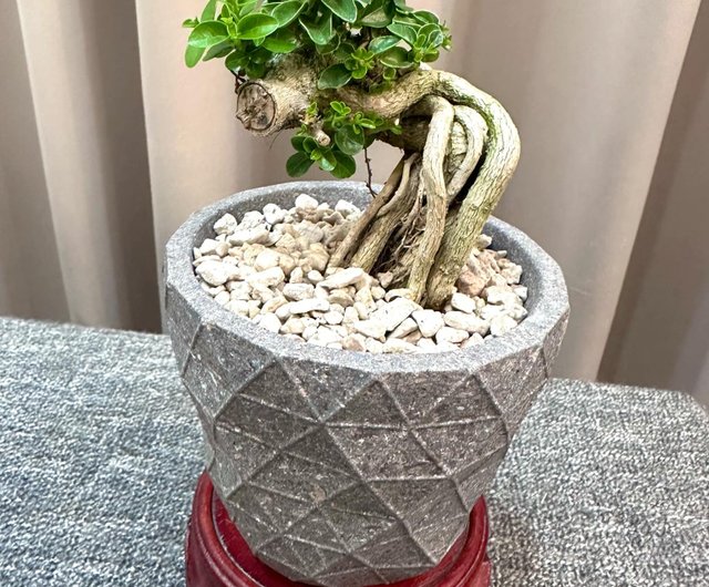 盆栽鉢　岡田孟善 現代小鉢：岡田孟善 丸鉢 7.1cm【現】 | すべての商品 | 遊恵
