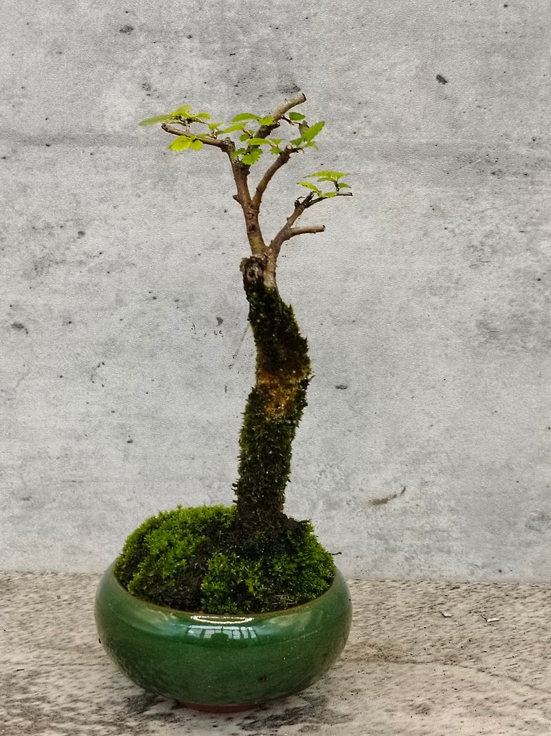 Mini Potted Ice Crack Glazed Elm - ตกแต่งต้นไม้ - พืช/ดอกไม้ 