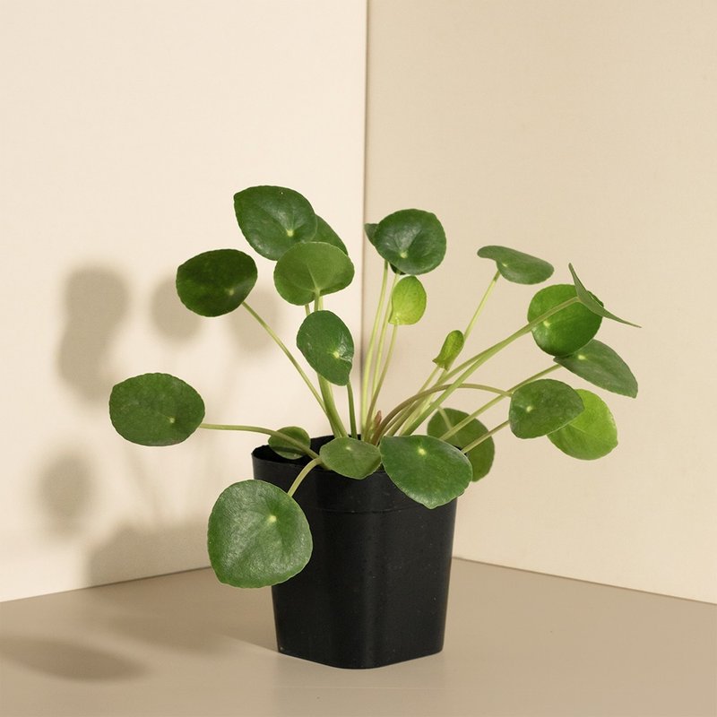 Pilea peperomioides - Plants - Plants & Flowers 