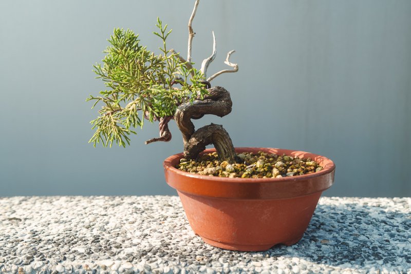 日本素燒盆細魚川真柏盆栽 松柏盆栽 真柏盆栽 - 植栽/盆栽 - 植物．花 綠色
