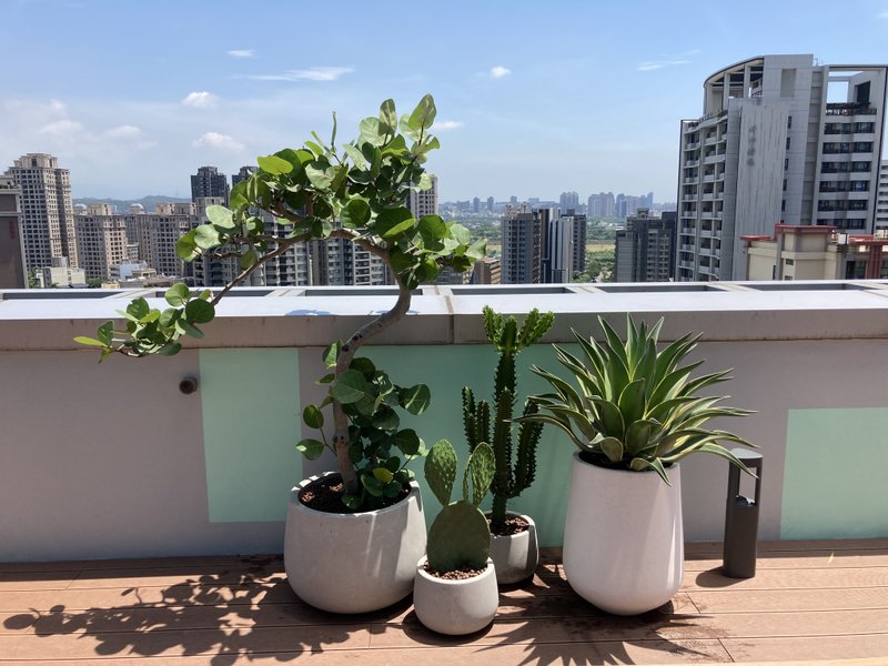 【辦公空間綠化設計】商辦露臺 | 渡假異國風格 - 植栽/盆栽 - 植物．花 