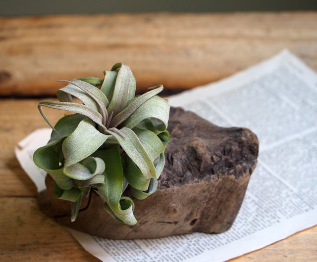 治癒シリーズ 地上最強の植物 電気カーリング ショップ Beatustime 観葉植物 Pinkoi 治癒シリーズ 地上最強の植物 電気カーリング ショップ Beatustime 観葉植物 Pinkoi