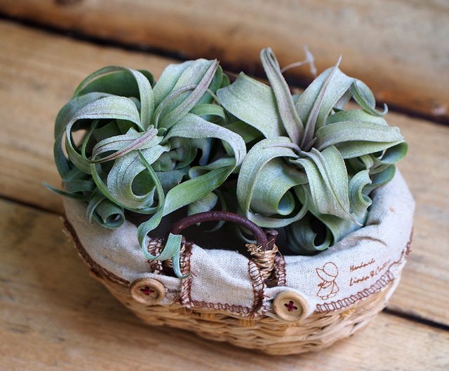 治癒シリーズ 地上最強の植物 電気カーリング ショップ Beatustime 観葉植物 Pinkoi 治癒シリーズ 地上最強の植物 電気カーリング ショップ Beatustime 観葉植物 Pinkoi