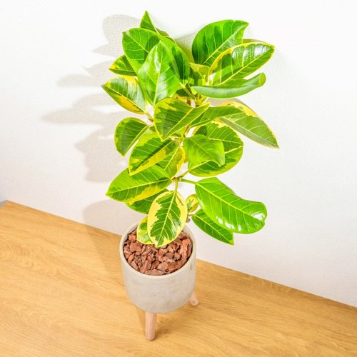 巧繪網植物館 黃金富貴榕 水泥盆栽 落地盆栽 小高木腳水泥盆栽 開幕送禮 喬遷