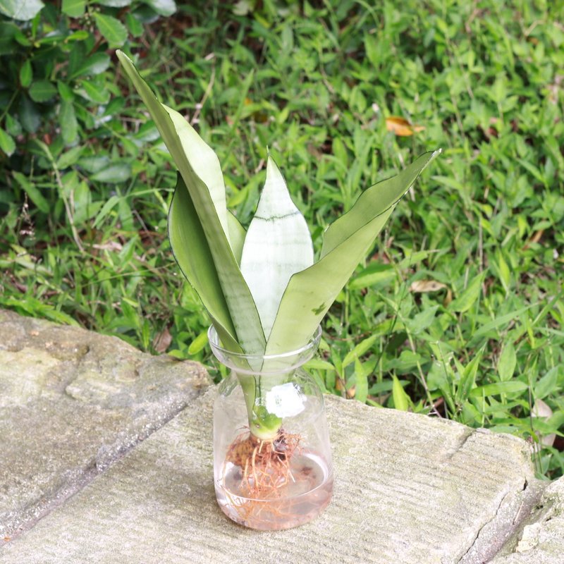 Hydroponic Planting│Silver Queen Sansevieria_Indoor Plants Office Potted Plants Store Display Planting Silver Plants - Plants - Glass 