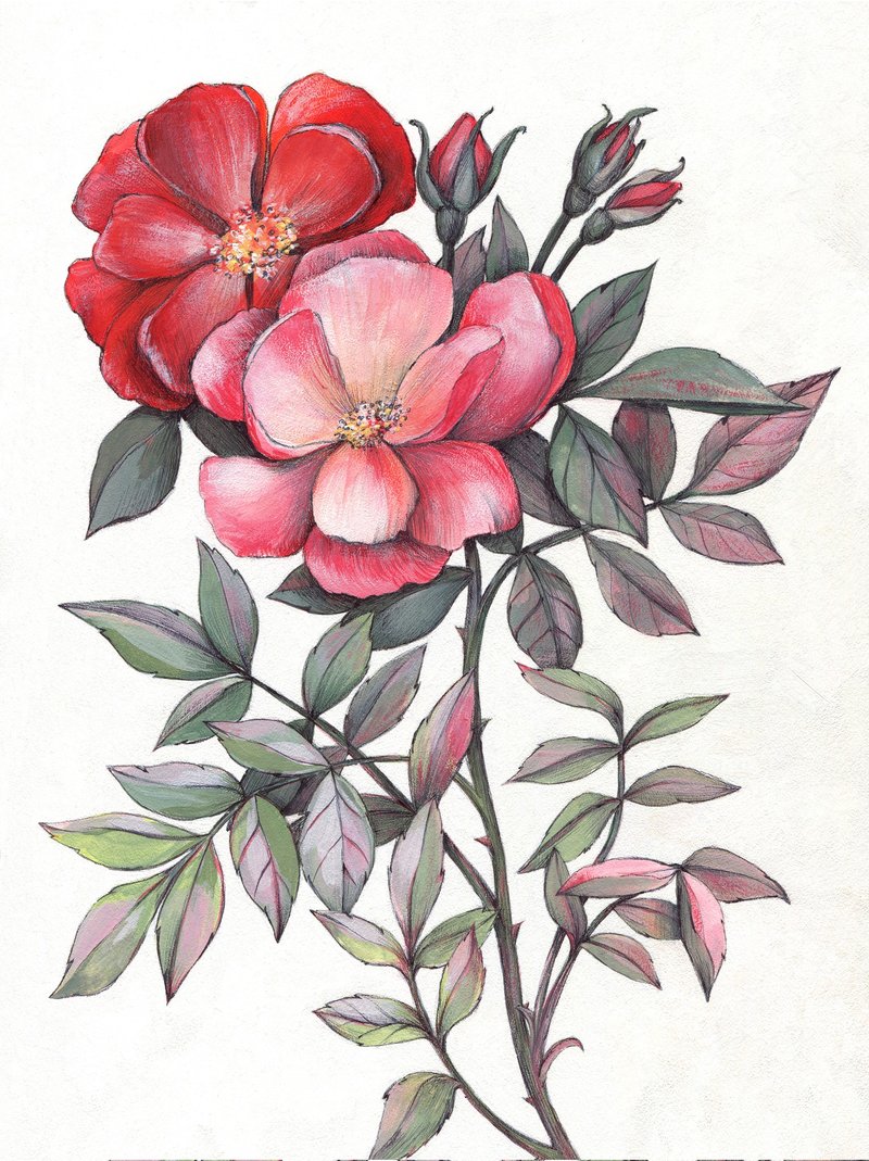 Red Roses Original Gouache Painting 30x21cm Botanical Illustration Rose Flowers - Illustration, Painting & Calligraphy - Paper Red