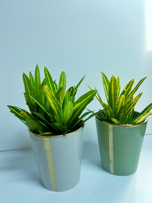 ORCHID CHEN 蘭沉空間 【金手指變葉木】簡約文青盆栽 送禮自用擺設 多件優惠