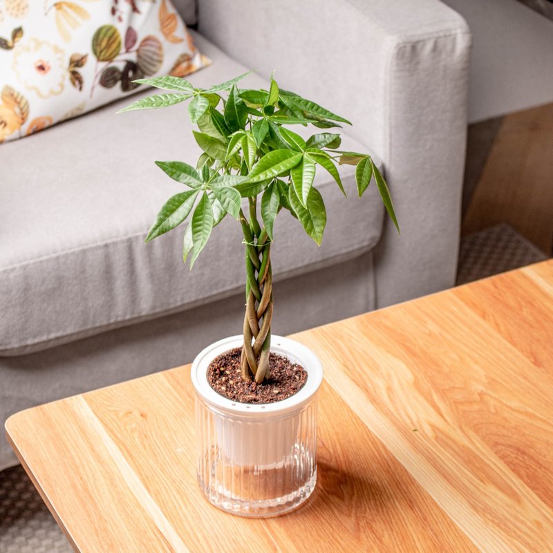 Malabar chestnut planting money tree water-free potted indoor plants foliage plants office gadgets - Plants - Plants & Flowers 