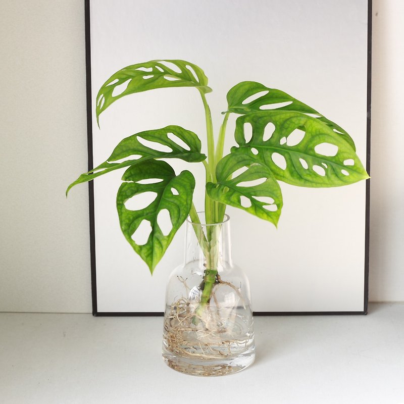 New product special price hydroponic planting│hole philodendron_Indoor plant office potted plant potted plant - ตกแต่งต้นไม้ - แก้ว 