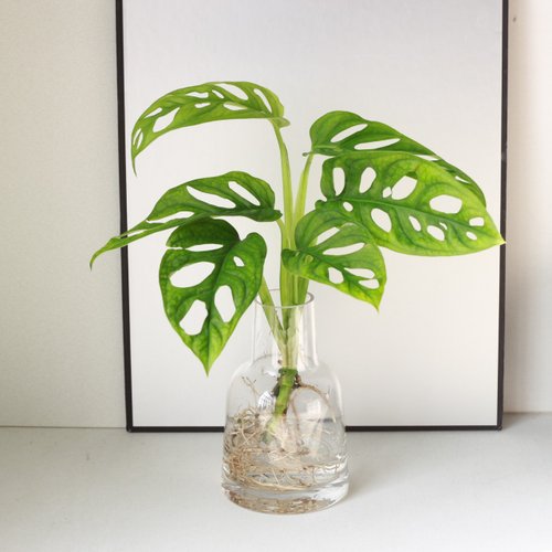 植物蔓蔓 l 水培植栽專賣 新品特價 水培植栽│洞洞蔓綠絨 室內植物 辦公室盆栽 植栽盆栽