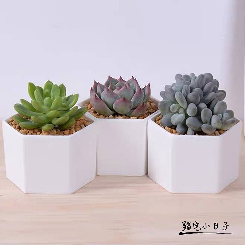 【Cat House】Interior Decoration High Breathable Succulent Cactus Hexagonal White Porcelain Basin - เซรามิก - เครื่องลายคราม 