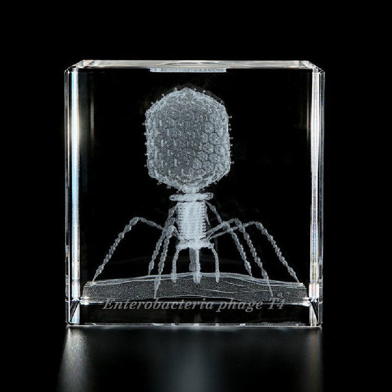 Sola cube Micro laser engraving microbial cube bacteriophage T4 - Items for Display - Other Materials Transparent