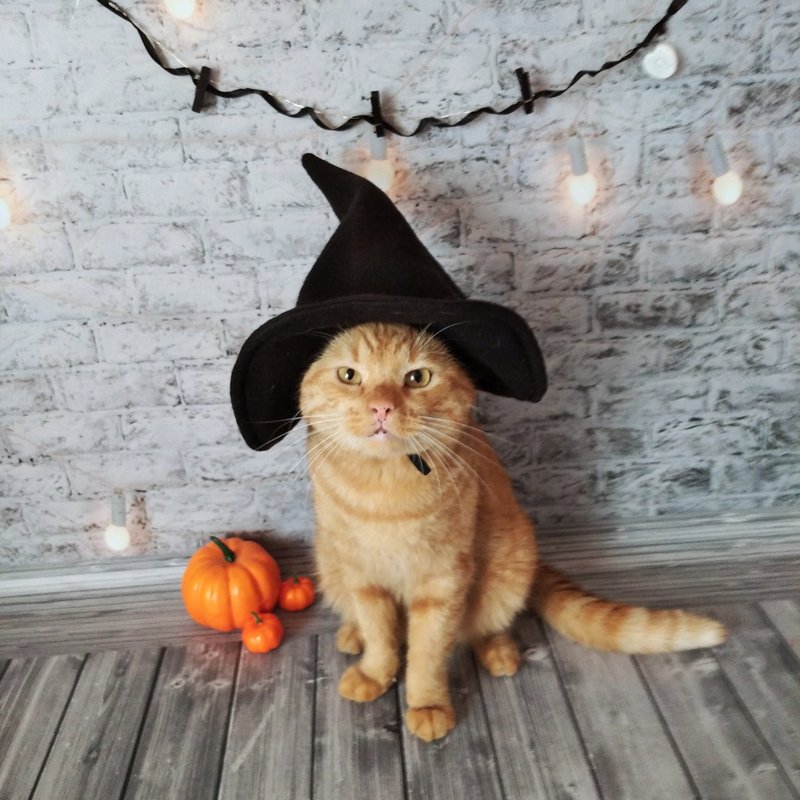 Cat Witch Hat | Cat costume for Halloween | A magical hat for a cat Halloween de - ชุดสัตว์เลี้ยง - วัสดุอื่นๆ สีดำ