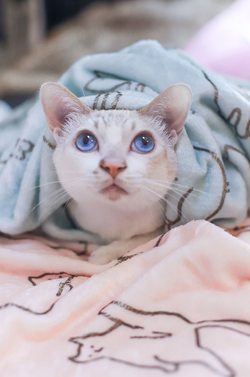 Cat series - flannel calming cat cold air blanket / pet blanket - a total of two colors (two pieces) - ผ้าห่ม - ผ้าฝ้าย/ผ้าลินิน หลากหลายสี