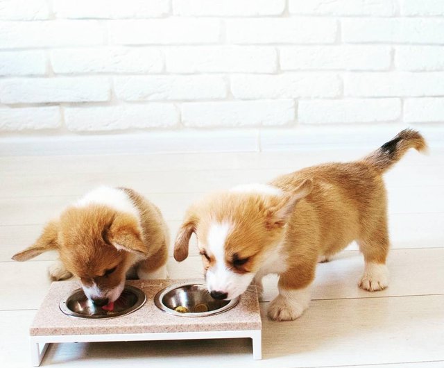 Dog Bowls + Stone Base