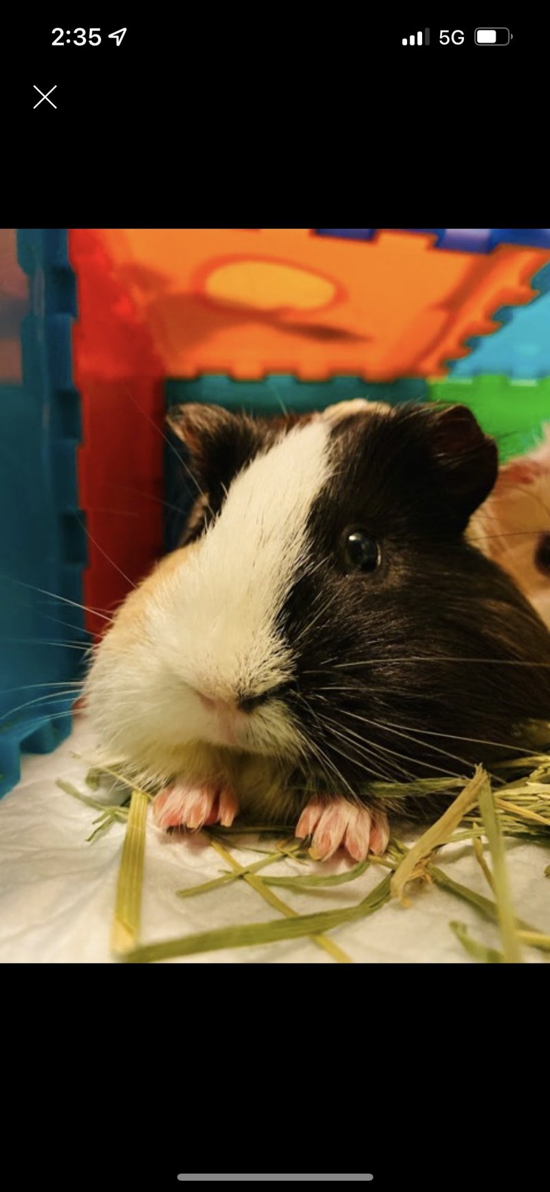 許雅惠: 天竺鼠草莓蛋糕盤 - 其他杯子 - 瓷 